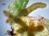 Cladosiphon irregularis2